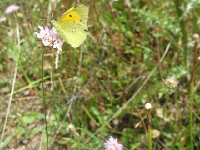 Da confermare: Colias crocea - Pieridae